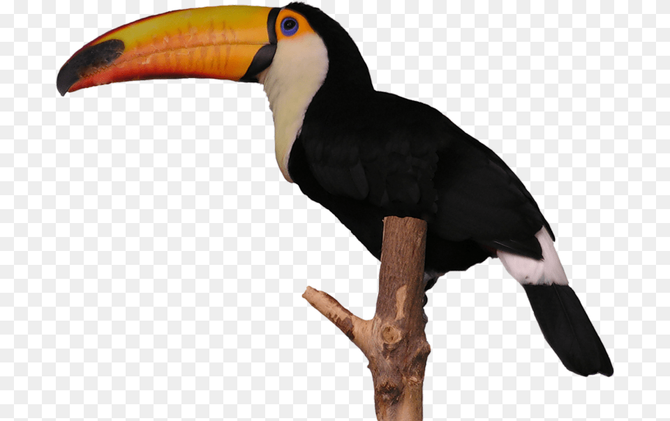 Aves Toucan Toucan, Animal, Beak, Bird Free Png Download