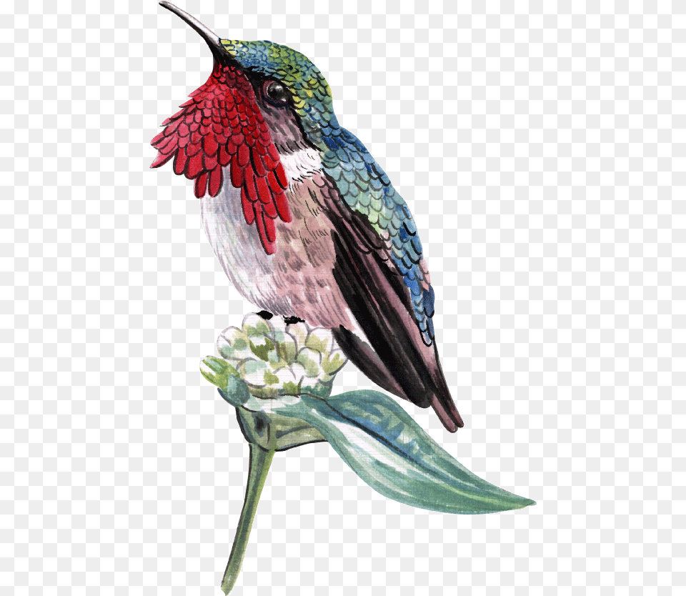 Aves Wine Throated Hummingbird Atthis Ellioti Art, Animal, Bird Free Transparent Png