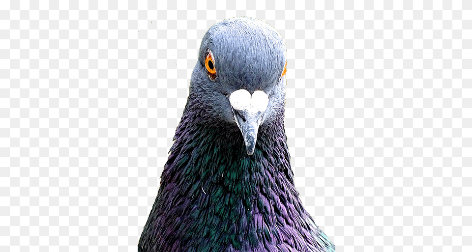 Avestus Group Bird Control London Division Rock Dove, Animal, Pigeon Free Png Download