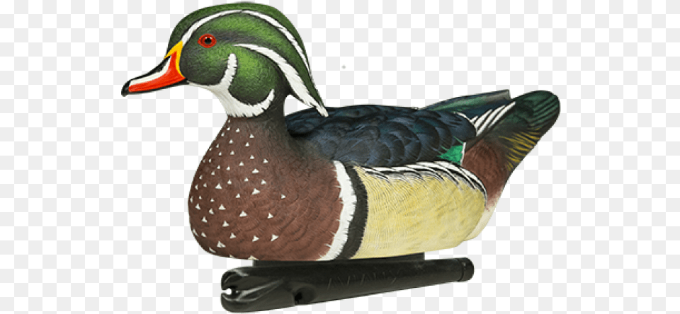 Avian X Top Flight Wood Duck Flextone Wood Duck Decoys, Animal, Anseriformes, Bird, Waterfowl Free Transparent Png