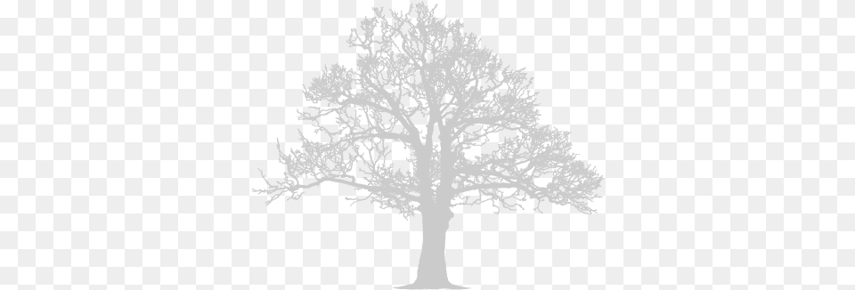 Avis De Dcs Ncrologies Au0026g Tree Service, Oak, Plant, Art, Drawing Free Transparent Png