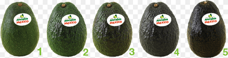 Avocado, Food, Fruit, Plant, Produce Free Transparent Png
