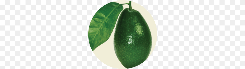 Avocado, Citrus Fruit, Food, Fruit, Plant Free Png Download