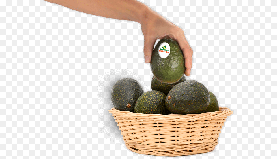 Avocado, Food, Fruit, Plant, Produce Free Transparent Png