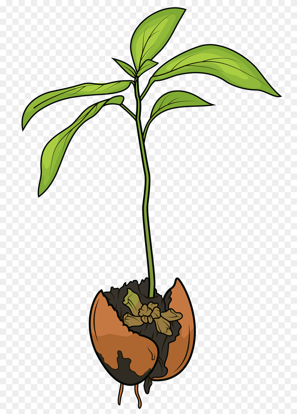 Avocado Sprout Clipart, Leaf, Plant, Potted Plant Free Png