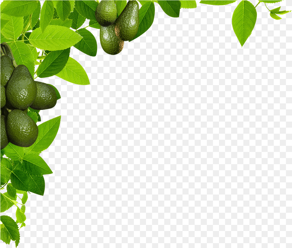 Avocado Tree Leaf, Food, Fruit, Plant, Produce Free Transparent Png