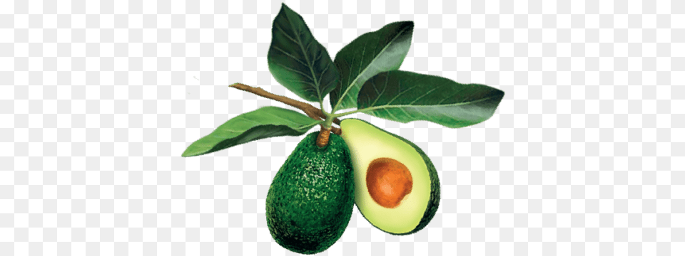 Avocado Tree Leaf, Food, Fruit, Plant, Produce Png