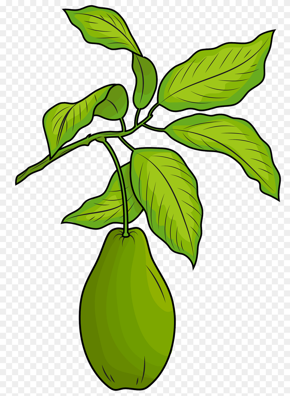 Avocado With Leaves Clipart, Food, Fruit, Leaf, Plant Free Png