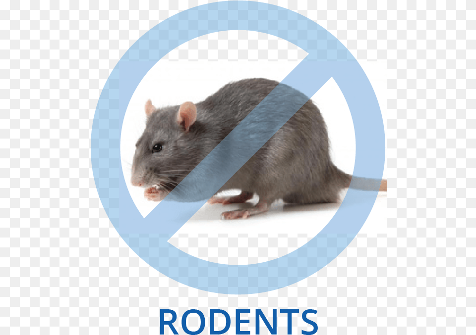 Avoid Rats, Animal, Mammal, Rodent, Rat Png Image