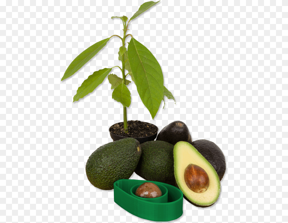 Avoseedo A Handy Tool To Make Growing Avocado Trees Avocado Plant, Food, Fruit, Produce, Bread Png Image