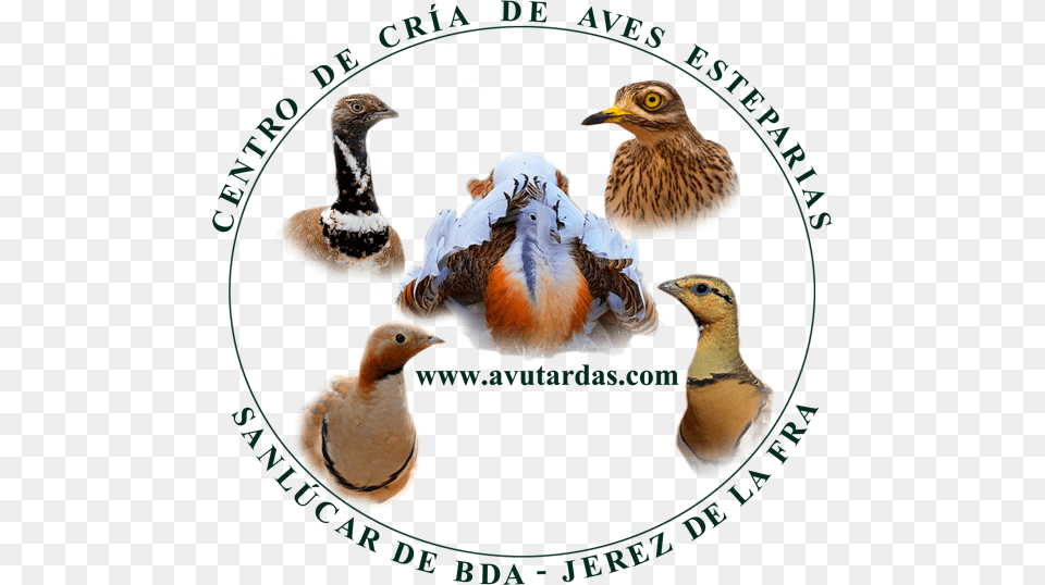Avutardas Com Centro De Crias De Aves Jerez De La Frontera, Animal, Beak, Bird, Partridge Free Png