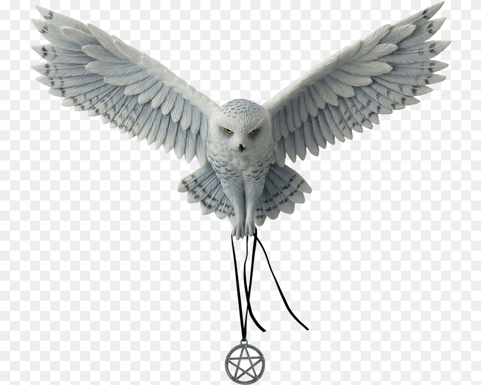 Awaken Your Magic, Animal, Bird, Flying, Owl Png Image