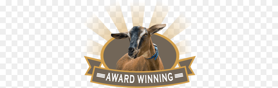 Award Winning Barbecue Barbecue Grill, Livestock, Animal, Antelope, Mammal Png