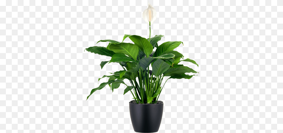 Awesome Lowlight Indoor Plant Japanese Peace Lily In Low Maintenance House Plants, Flower, Potted Plant, Leaf, Araceae Png