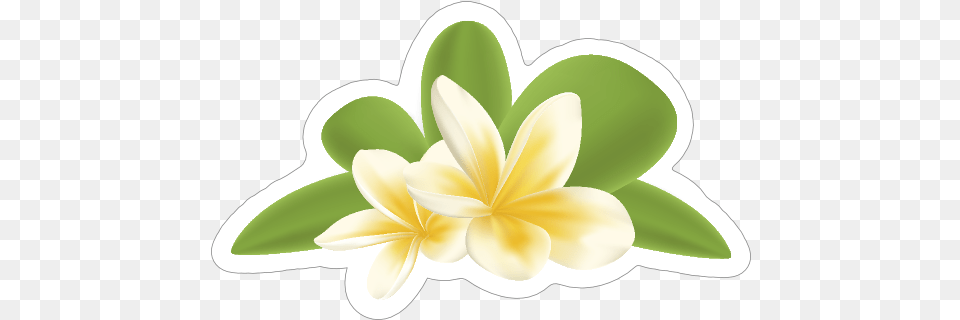 Awesome Plumeria Flower Sticker Lovely, Plant, Petal, Leaf, Electrical Device Png Image