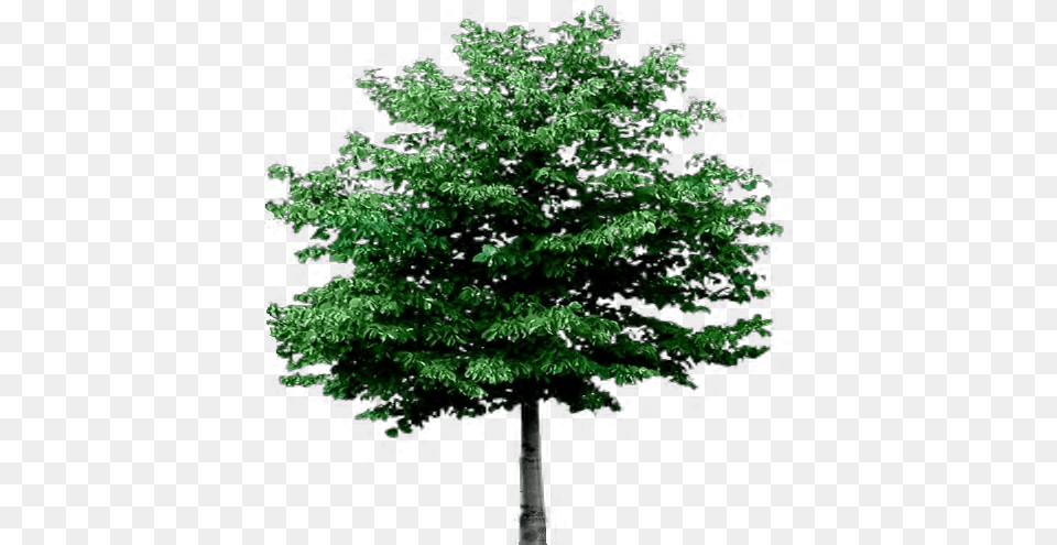 Awesome Tree With Transparent Background English Oak Super Smash Bros Brawl Gameplay, Leaf, Plant, Green, Vegetation Free Png