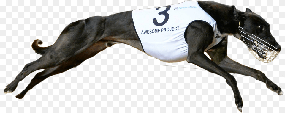 Awesomeproject Cut Copy Racing Greyhound, Animal, Canine, Dog, Mammal Png Image