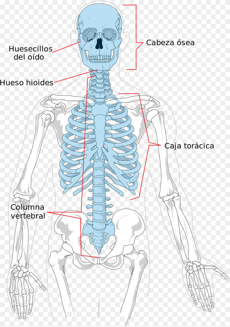 Axial Skeleton, Adult, Male, Man, Person Free Transparent Png