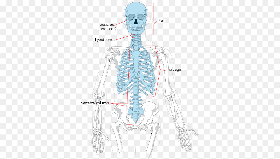 Axial Skeleton Axial Skeleton Diagram, Adult, Male, Man, Person Png Image