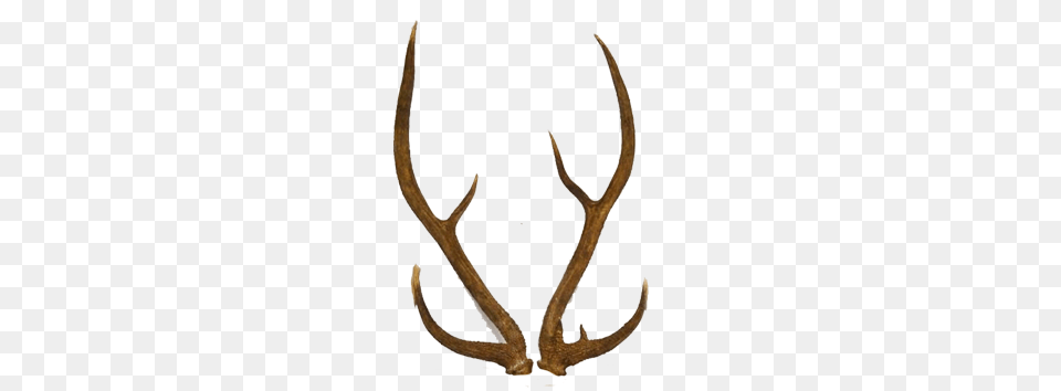 Axis Deer Hunting Lazy J Ranch, Antler, Bow, Weapon Png Image