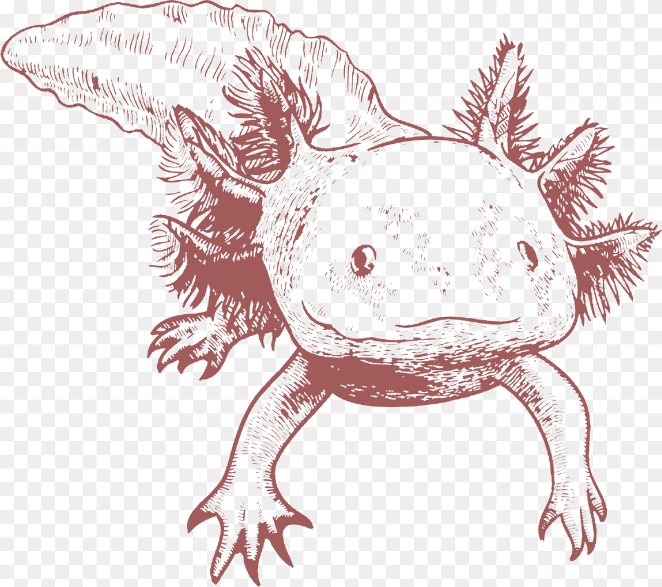 Axolotl Child2 Animal Jam Clans, Dinosaur, Reptile, Wildlife, Amphibian Free Png Download