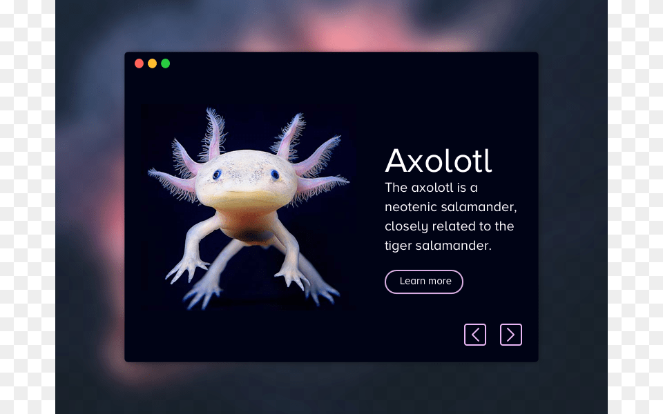 Axolotl Product Card Sketch Freebie Underwater Creatures, Animal, Wildlife, Amphibian Png