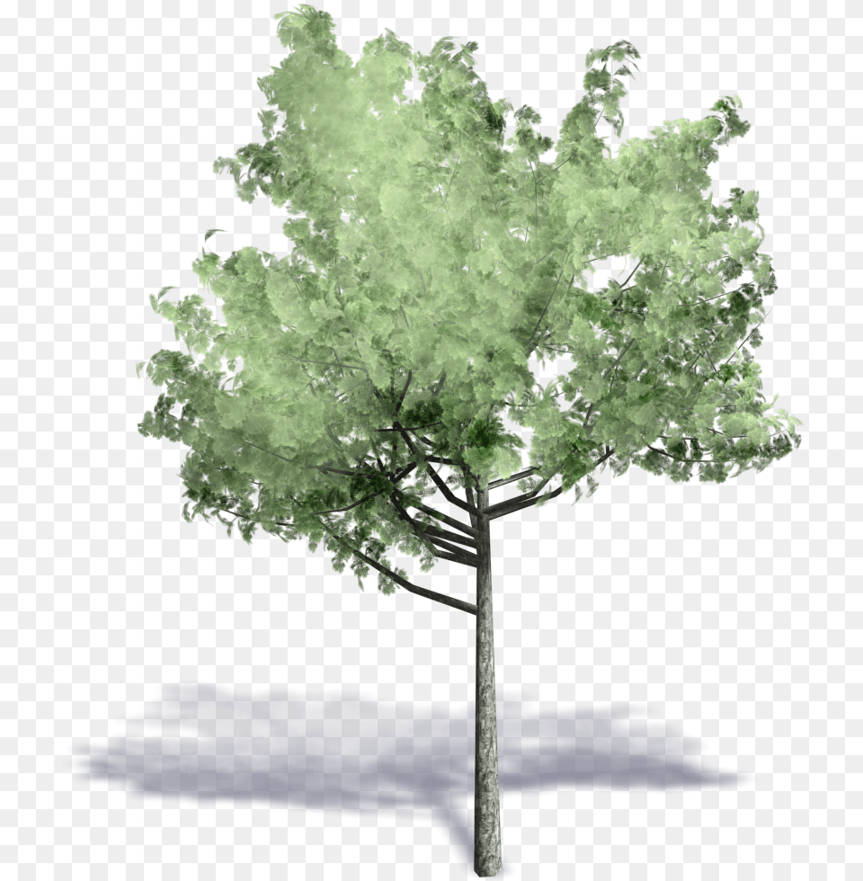 Axonometric Projection Autodesk Tree Archicad Trees In Axonometric, Maple, Plant, Oak, Sycamore Free Png Download