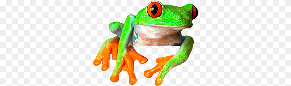 Ayahuasca Retreats Sapo Cafepress Red Eyed Treefrog From Square Car Magnet, Amphibian, Animal, Frog, Wildlife Png Image