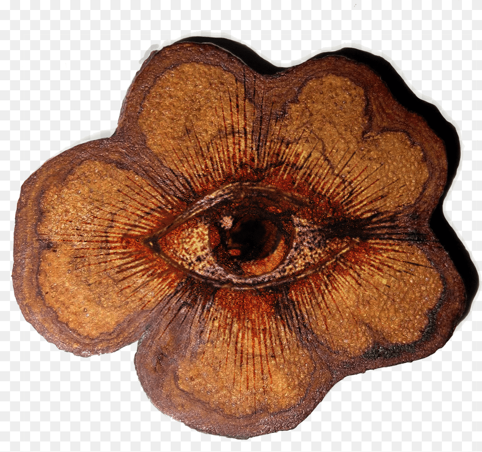 Ayahuasca Vine, Accessories, Ornament, Fossil, Jewelry Free Png