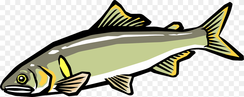 Ayu Sweetfish Clipart, Animal, Fish, Sea Life, Trout Png Image