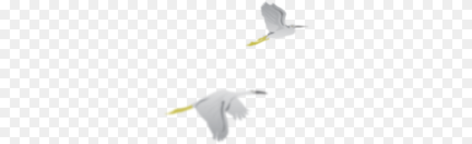 Ayurveda Treatment In Thrissur European Herring Gull, Animal, Bird, Flying, Beak Png