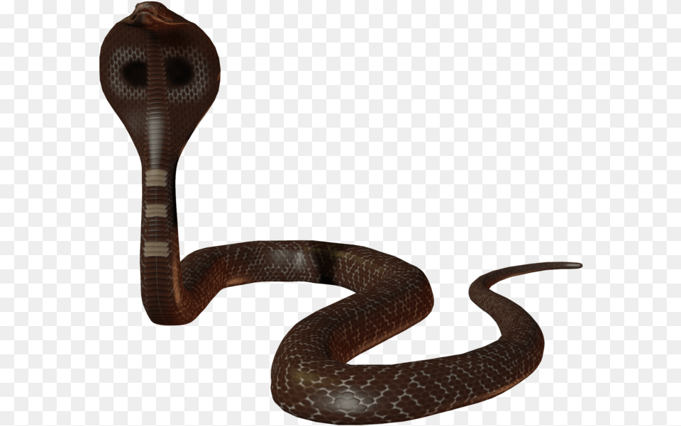 Ayurvedic Pulse Ayurveda Pulse Diagnosis, Animal, Cobra, Reptile, Snake Png