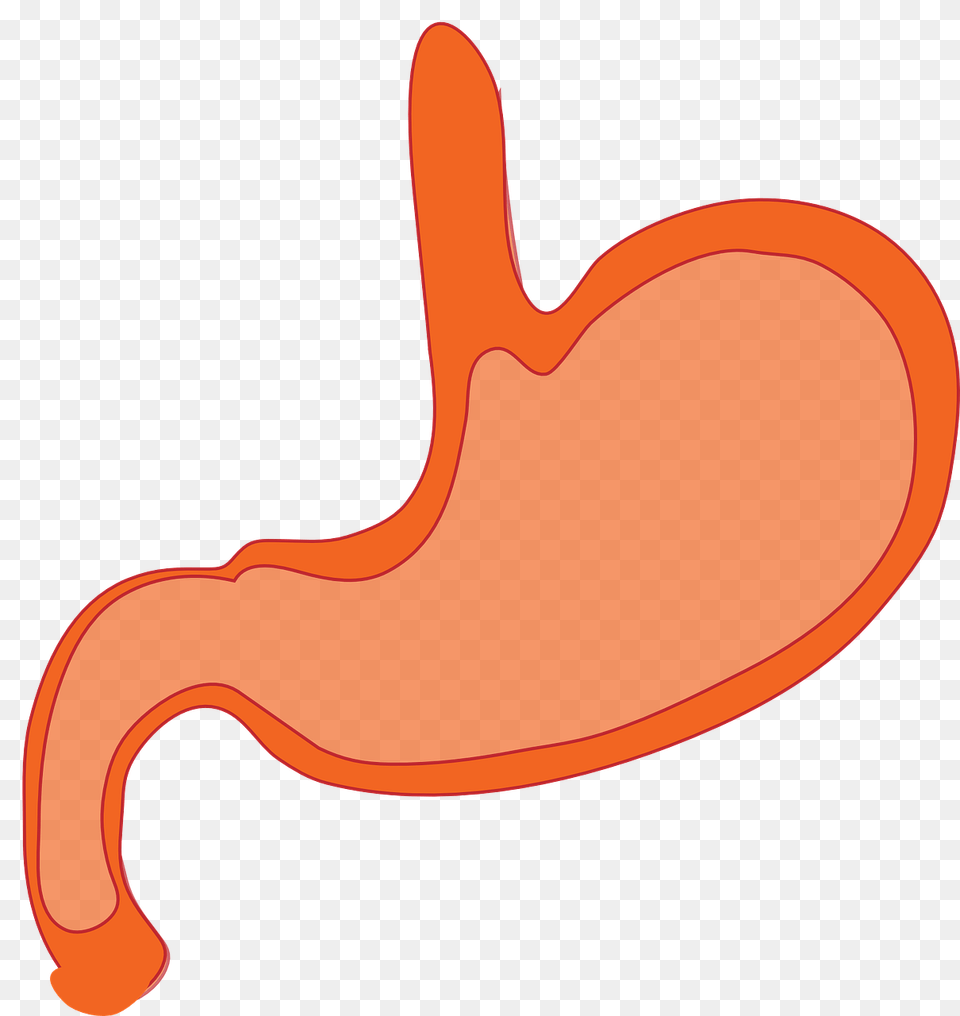 Ayurvedic Treatments For Peptic Ulcers, Body Part, Stomach Png