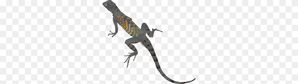 Az Lizard Clip Art, Animal, Reptile, Gecko, Wildlife Free Png