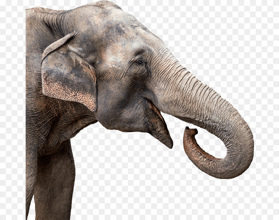 Aza Safe Association Of Zoos And Aquariums Elephant Head, Animal, Mammal, Wildlife Free Transparent Png