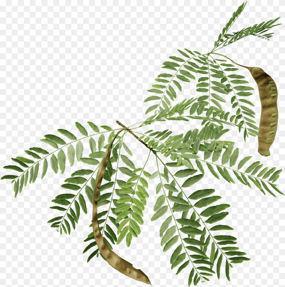 Azadirachta Indica Honey Locust Leaf, Flower, Plant, Astragalus, Tree Png Image