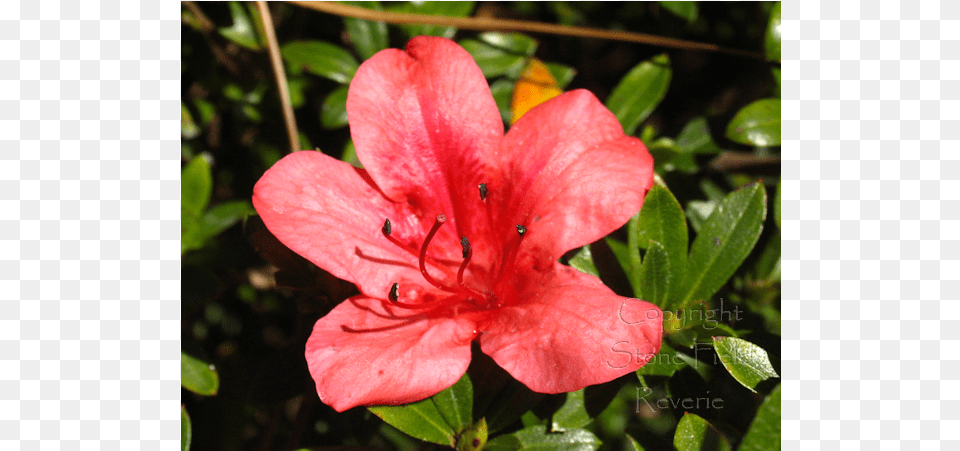 Azalea, Flower, Geranium, Plant, Petal Png