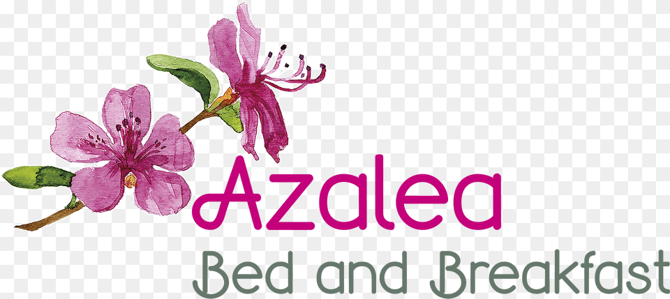 Azalea Bed And Breakfast Melastome Family, Anther, Flower, Petal, Plant Free Png