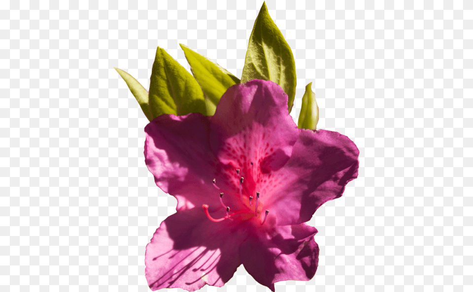 Azalea Celebration Wral Azalea Garden, Flower, Geranium, Plant, Petal Free Transparent Png