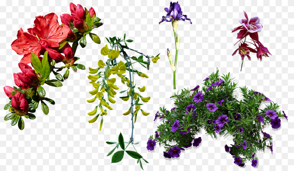 Azalea Columbine Spring Lobelia, Flower, Flower Arrangement, Flower Bouquet, Geranium Free Transparent Png
