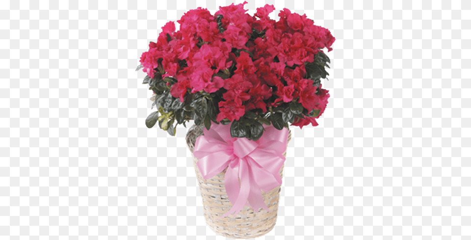Azalea Flower Delivery Little Rock Begonia Semperflorens Double Red, Flower Arrangement, Flower Bouquet, Geranium, Plant Png