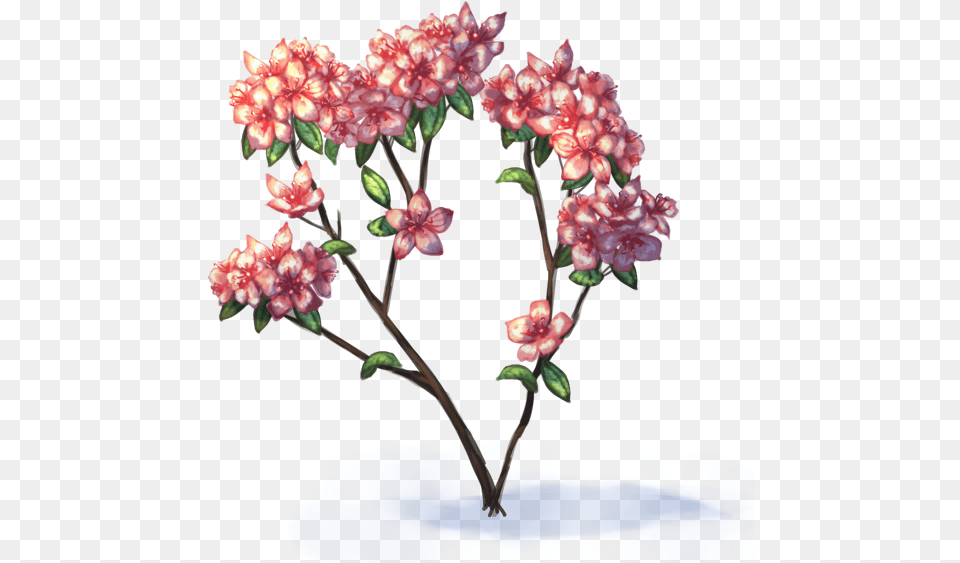 Azalea Flower Drawing, Plant, Geranium, Flower Arrangement, Pattern Png Image