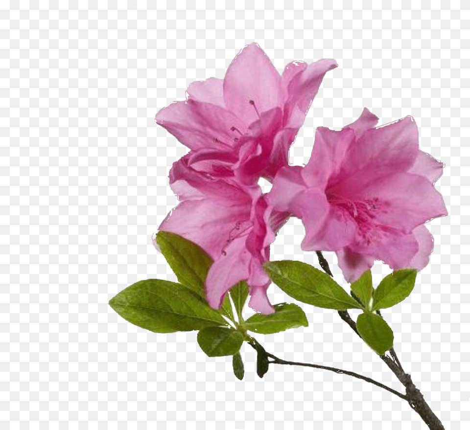 Azalea Flower Transparent Background Diy Scrub For Hyperpigmentation, Plant, Petal, Anther, Rose Png