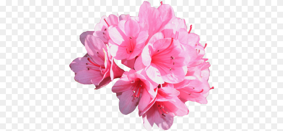 Azalea With No Azalea, Anther, Flower, Geranium, Plant Png Image