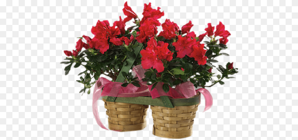 Azalea Plants, Flower, Flower Arrangement, Flower Bouquet, Geranium Free Png Download