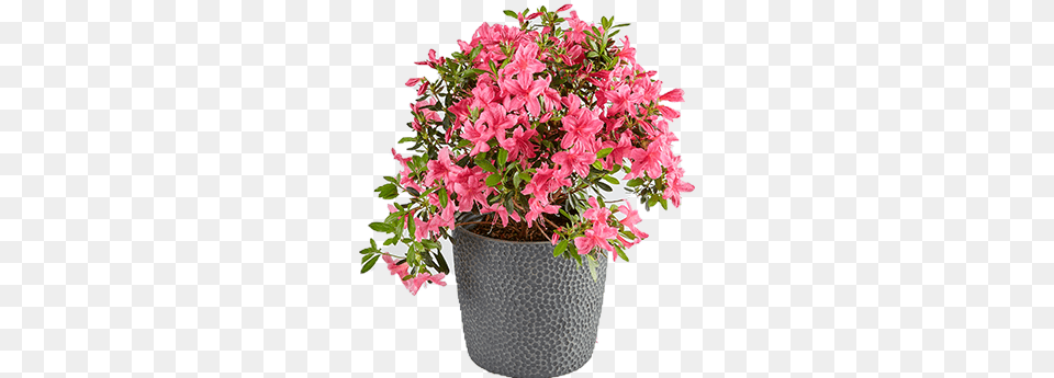 Azalea Plants Flowerpot, Flower, Flower Arrangement, Geranium, Plant Free Transparent Png