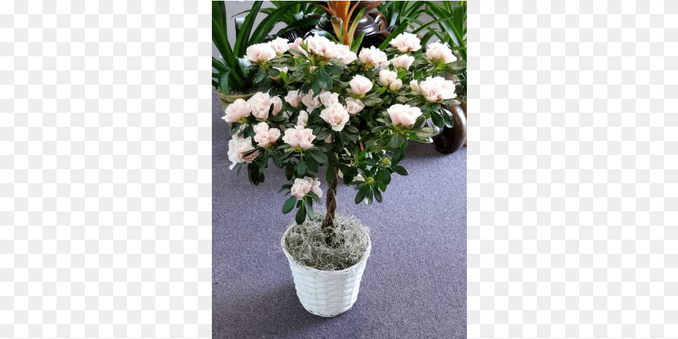 Azalea Topiary Medium Flower, Flower Arrangement, Flower Bouquet, Plant, Potted Plant Free Png Download