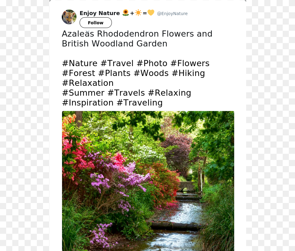 Azaleas Rhododendron Flowers And British Woodland Garden Rosa Glauca, Vegetation, Tree, Plant, Path Free Transparent Png