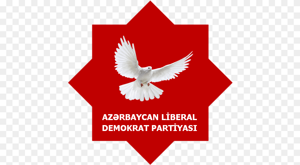 Azerbaijani Liberal Democrat Party White Dove, Animal, Bird, Pigeon Free Transparent Png