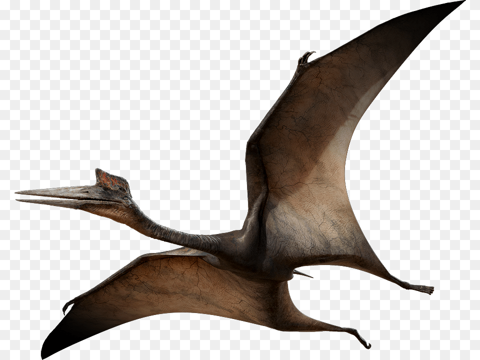 Azhdarchidpromo Pterodactyl, Animal, Bird, Waterfowl, Dinosaur Free Png Download